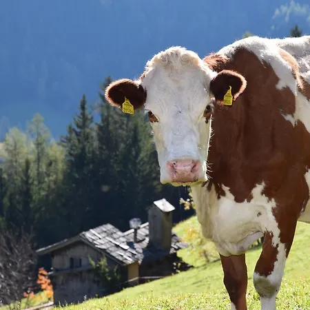 Untere Roner Kasa Mörtschach